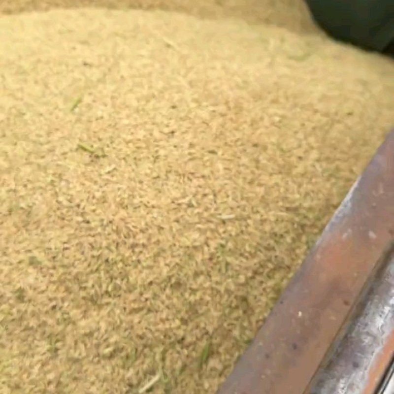 出售东北稻谷，现货，有量。
