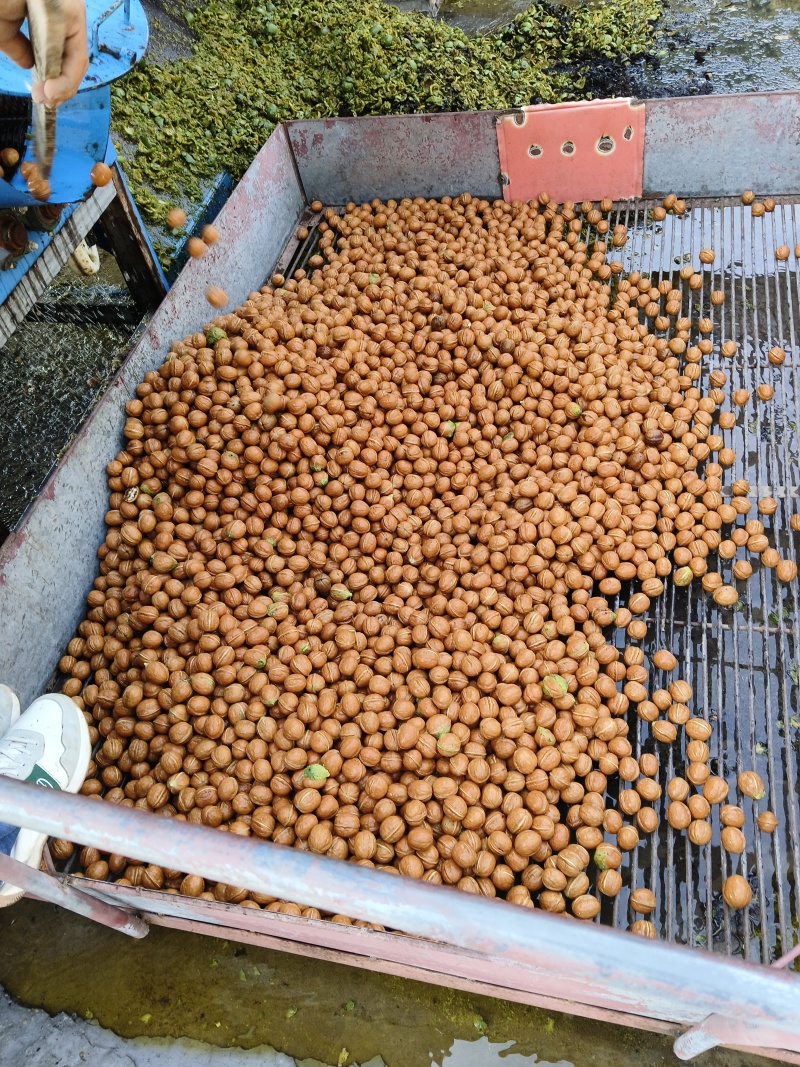 精品青皮核桃产地直销价格透明货源充足欢迎打扰
