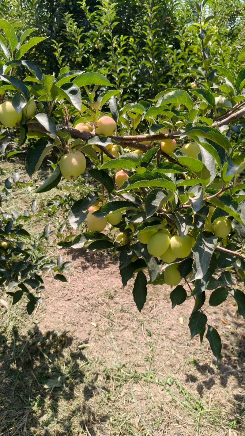 新疆鸡心果