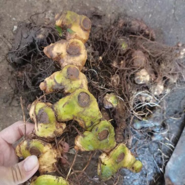野生下山货新鲜多花黄精，高年份高含量高海拔高品质，一手货源