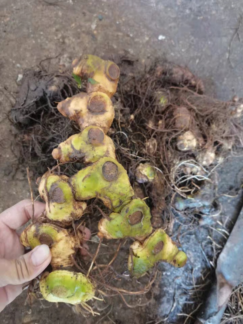 野生下山货新鲜多花黄精，高年份高含量高海拔高品质，一手货源