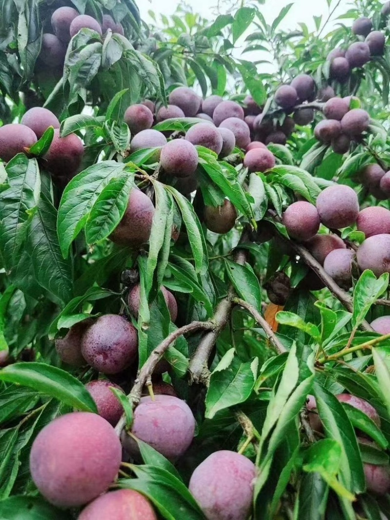 脆红李电商果