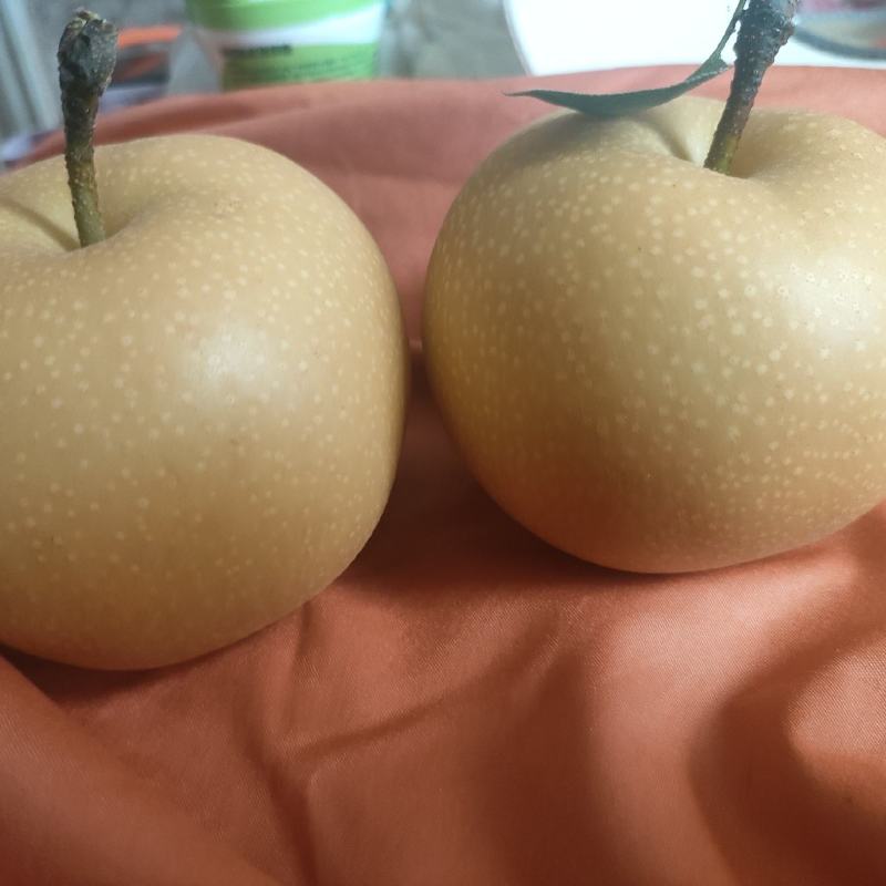 秋月梨
