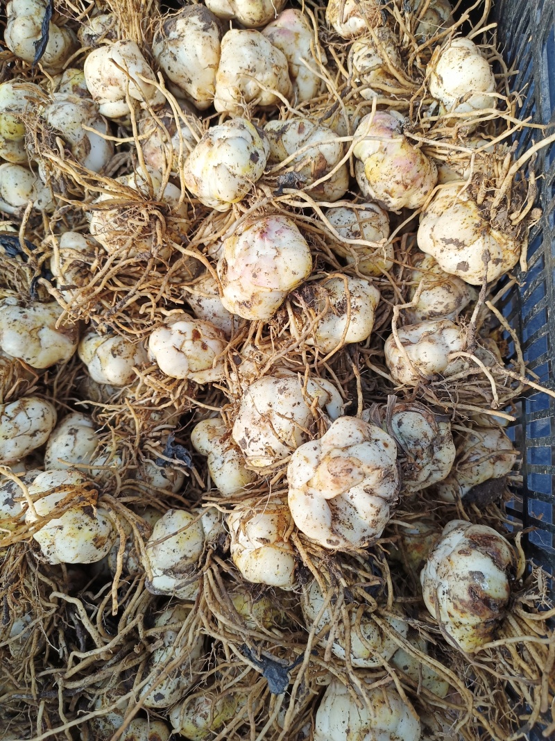 食用甜百合种球，基地直发，批发零售