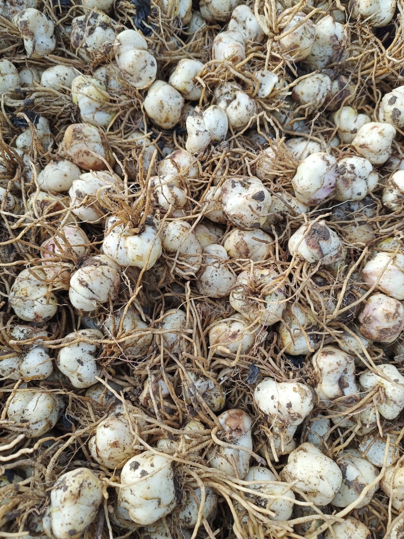 食用甜百合种球，基地直发，批发零售