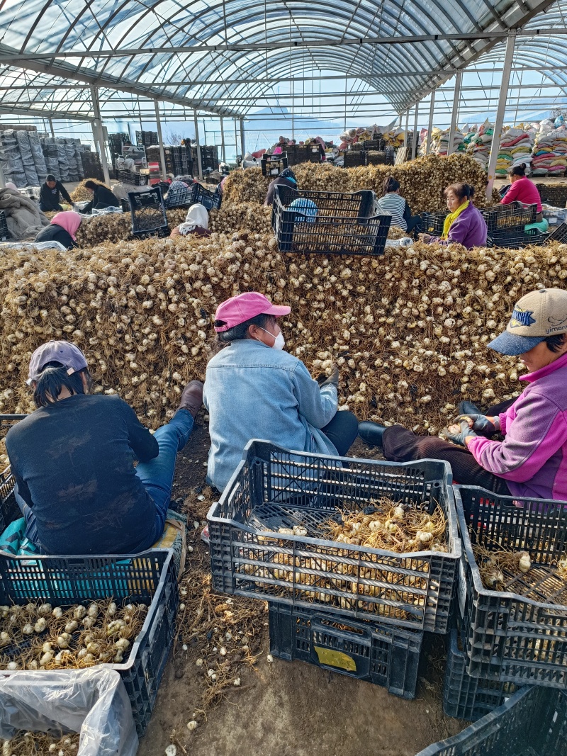 食用甜百合种球，基地直发，批发零售