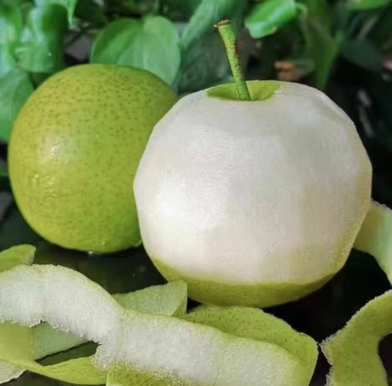 洋县草坝村黄金梨