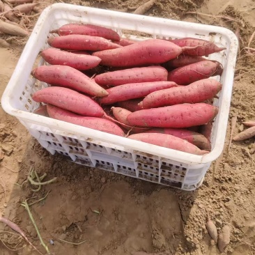 西瓜红有各种品种都是沙土地，红薯，原产地产地直销