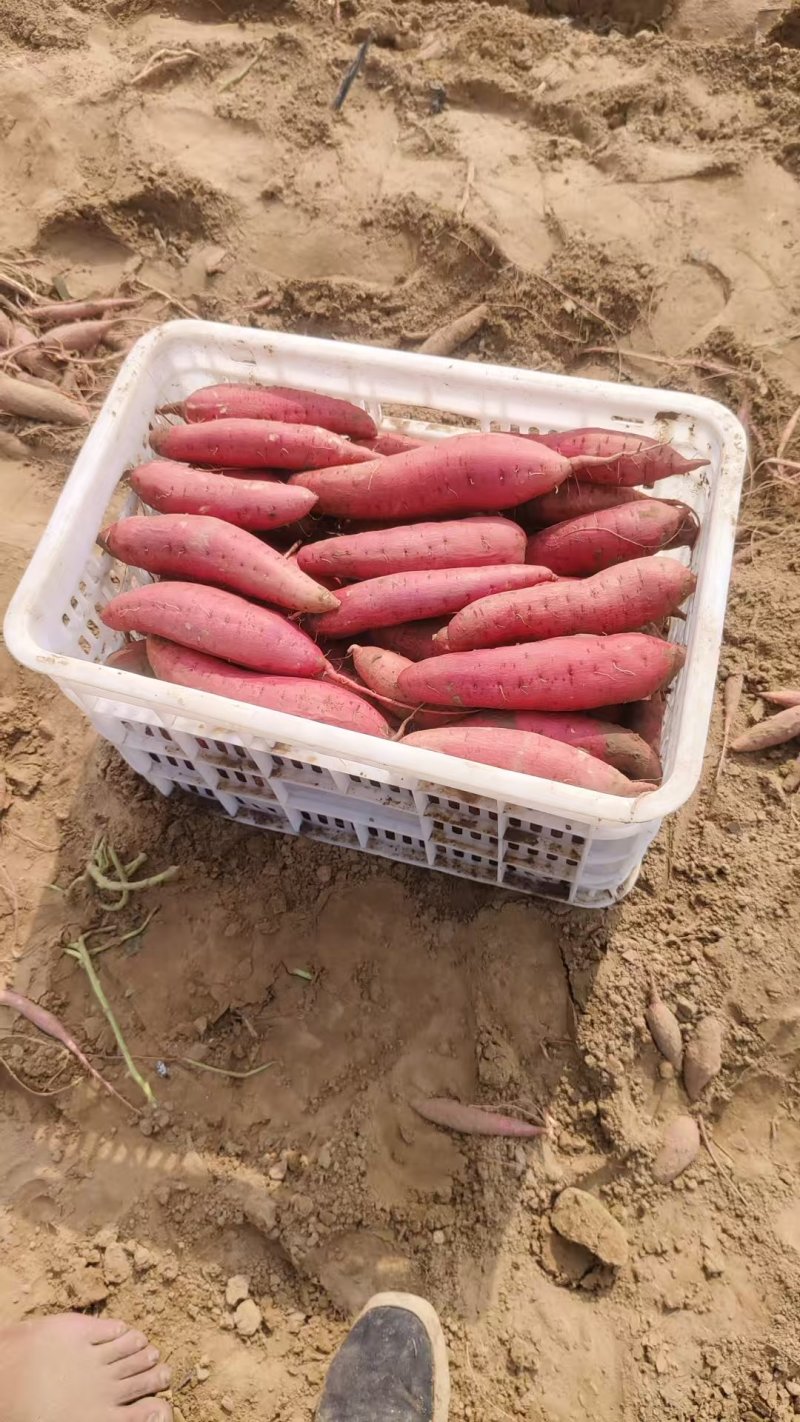 西瓜红有各种品种都是沙土地，红薯，原产地产地直销