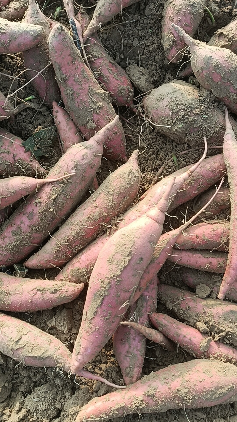 西瓜红有各种品种都是沙土地，红薯，原产地产地直销