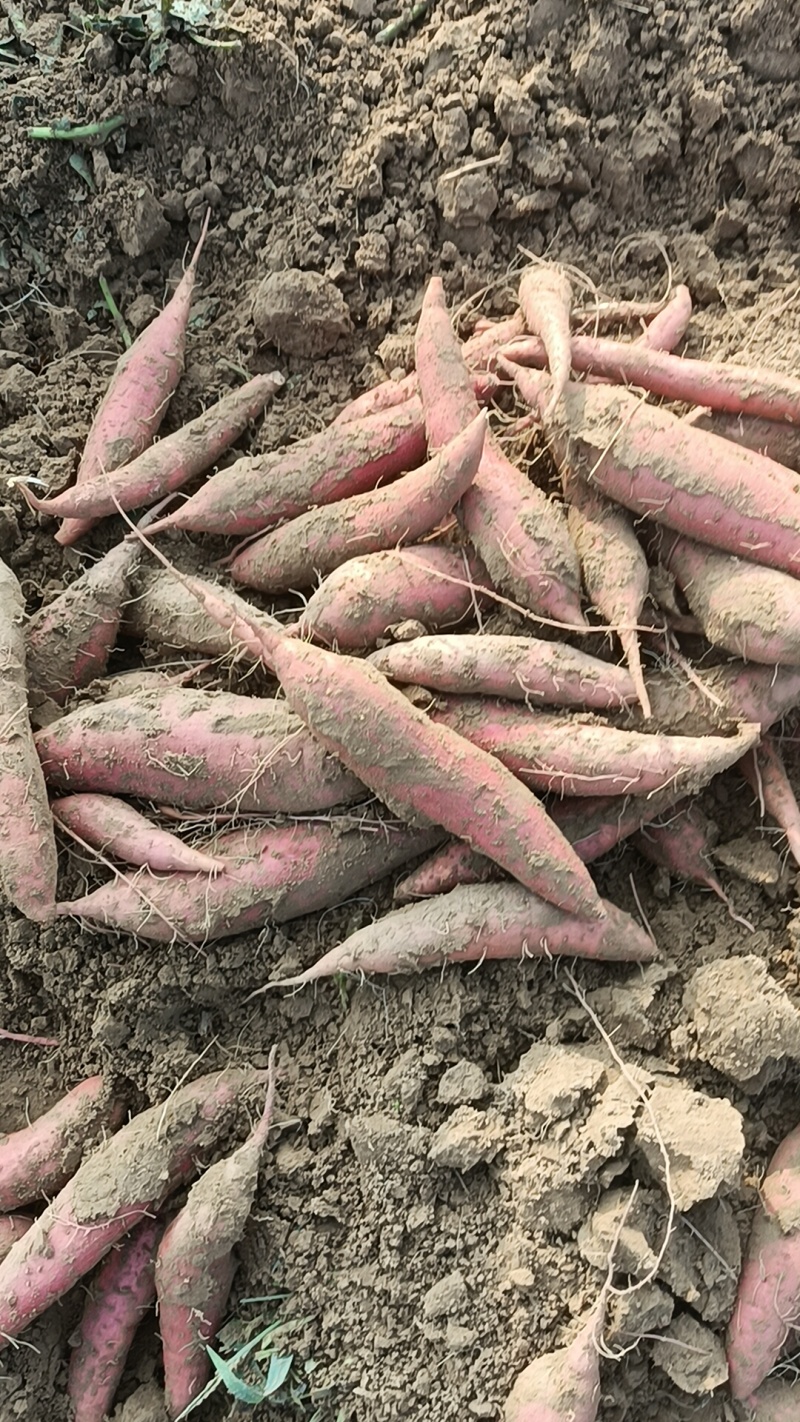 西瓜红有各种品种都是沙土地，红薯，原产地产地直销