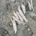 哈密红薯我们这里都是沙土地红薯，有各种品种原产地产地直销