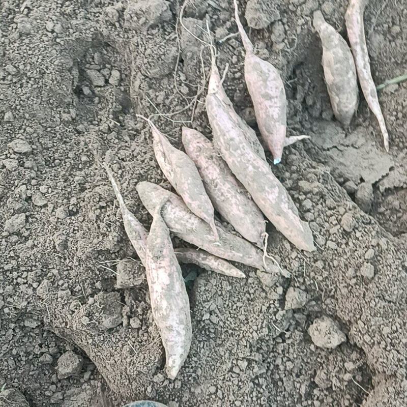 哈密红薯我们这里都是沙土地红薯，有各种品种原产地产地直销