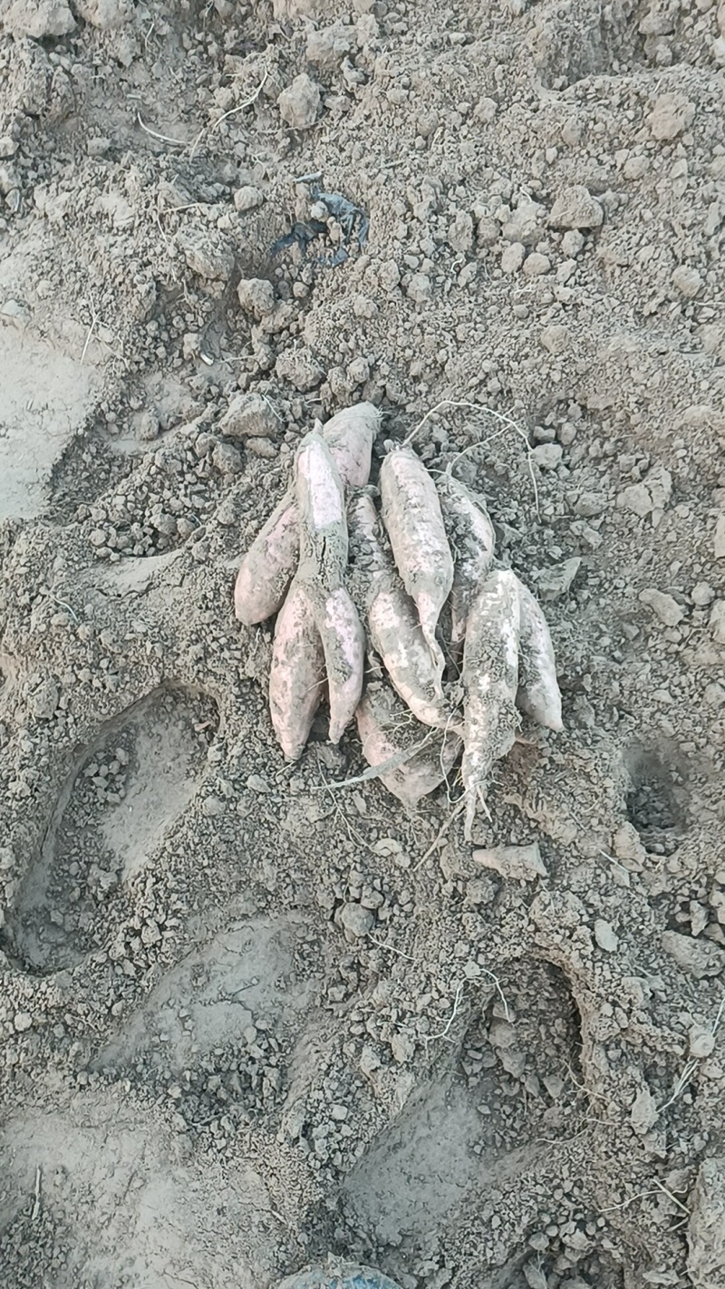哈密红薯我们这里都是沙土地红薯，有各种品种原产地产地直销