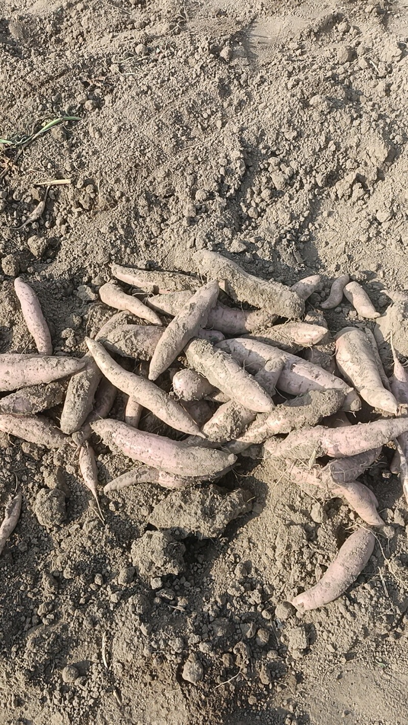 哈密红薯我们这里都是沙土地红薯，有各种品种原产地产地直销