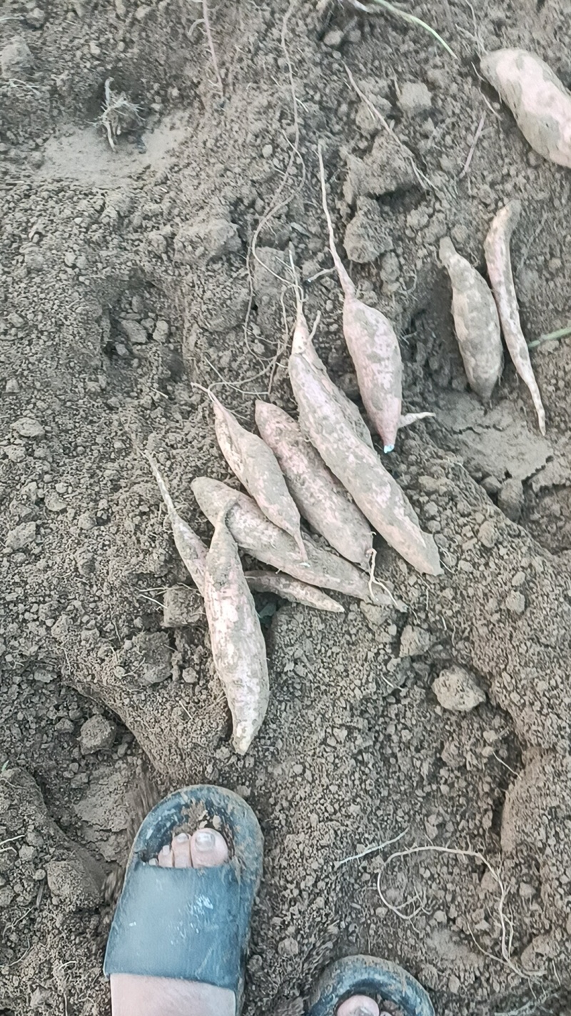 哈密红薯我们这里都是沙土地红薯，有各种品种原产地产地直销