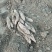 哈密红薯我们这里都是沙土地红薯，有各种品种原产地产地直销