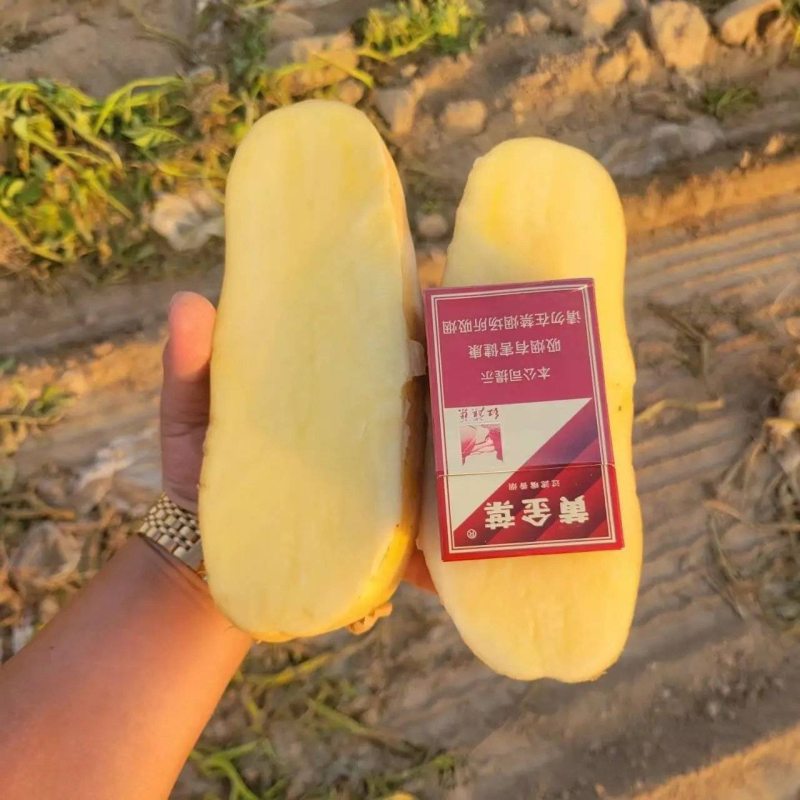 《黄心土豆》内蒙古土豆&马铃薯/个头大薯形好/沙土土豆
