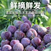 热销翠红李子四川李子个头大口感佳运输便利欢迎联系