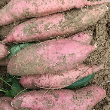 板栗红薯