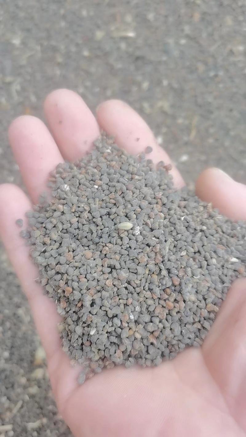筒麻子