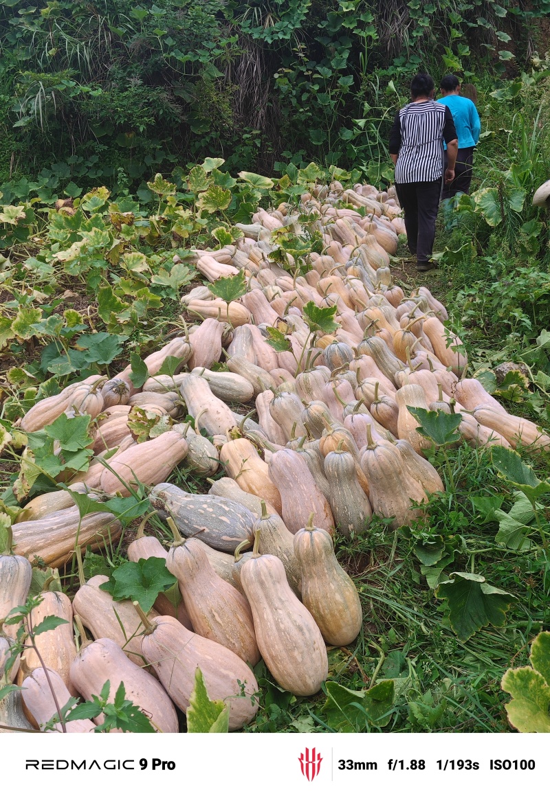 南瓜预售10月份
