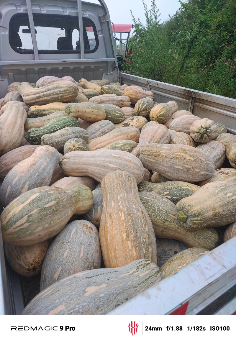 南瓜预售10月份