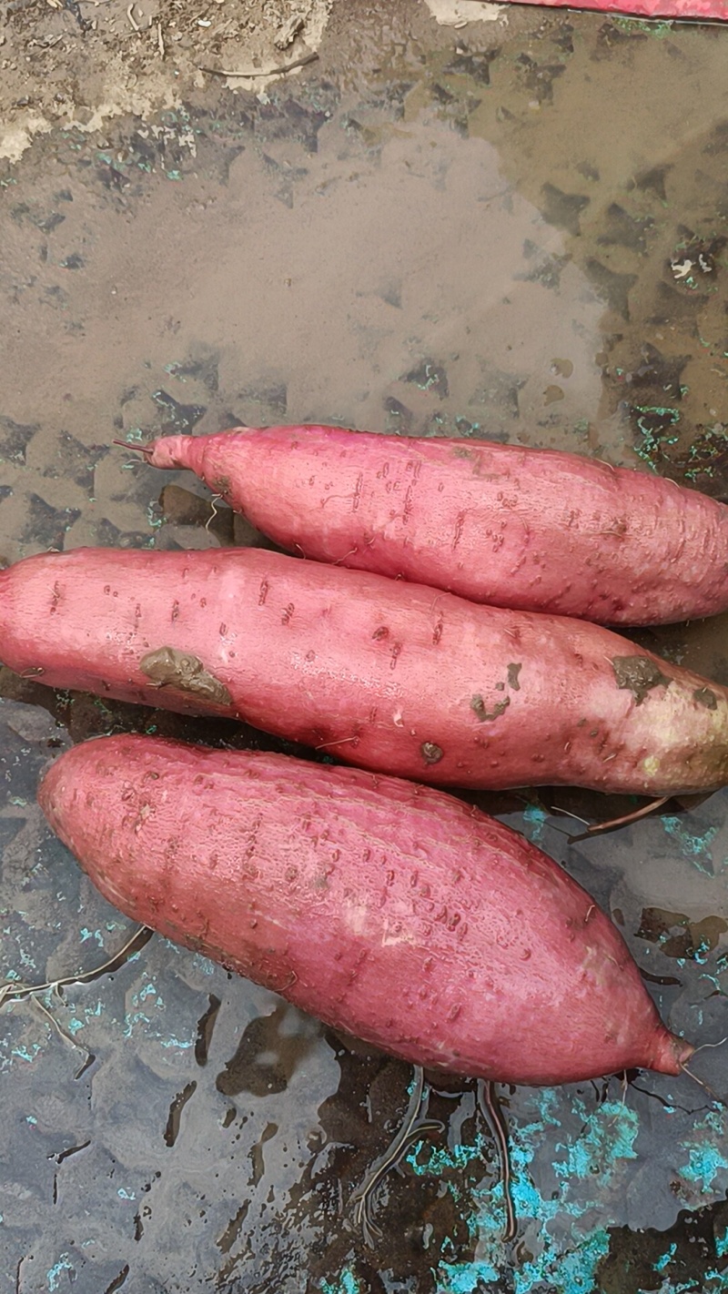 板栗红薯