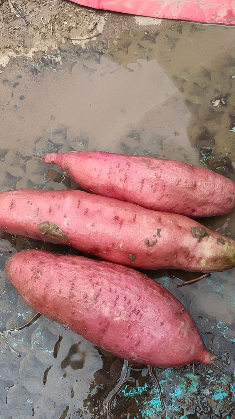 板栗红薯