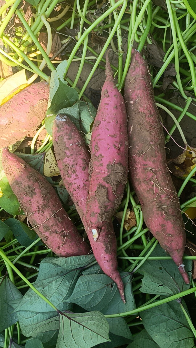 板栗红薯