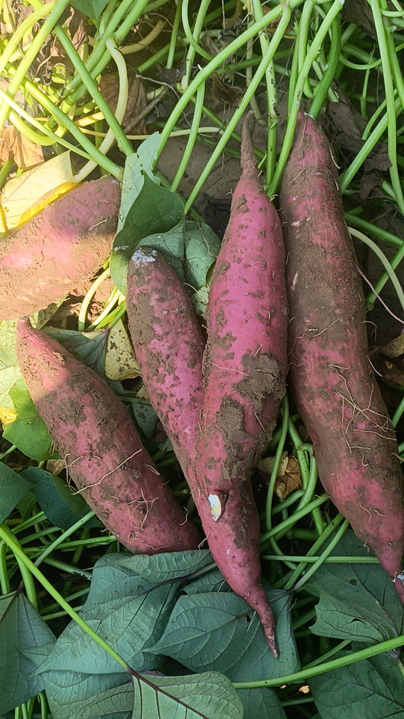 板栗红薯