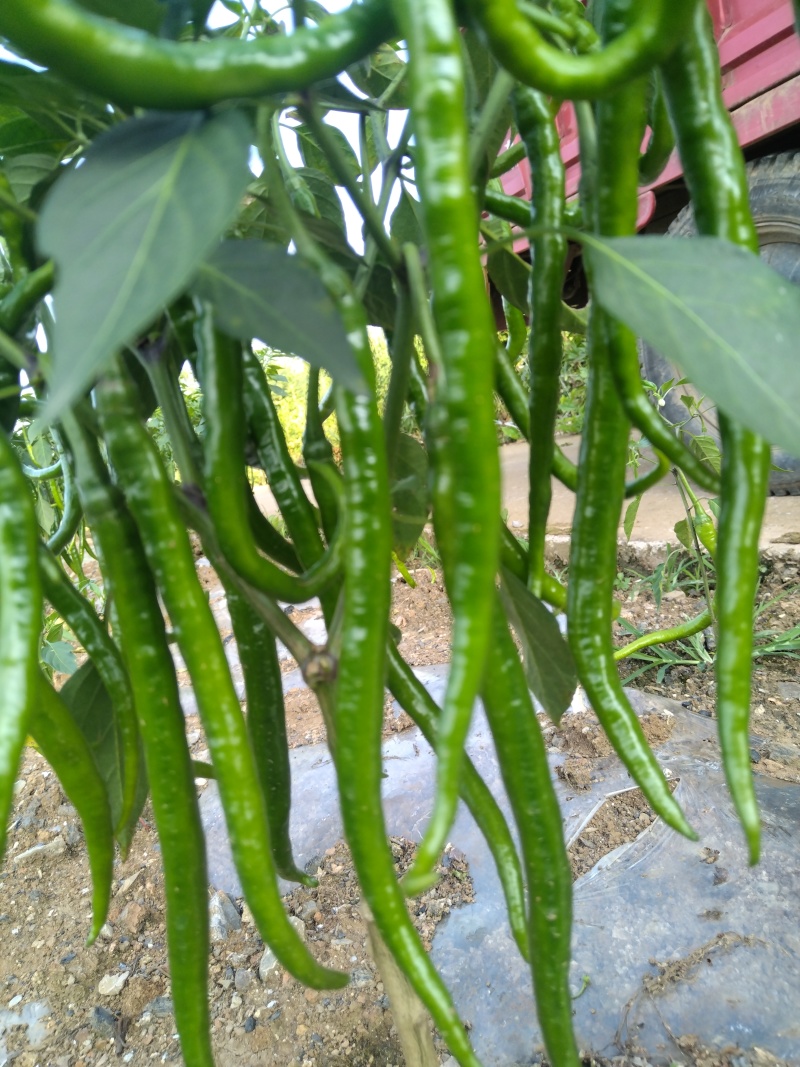 三号线椒