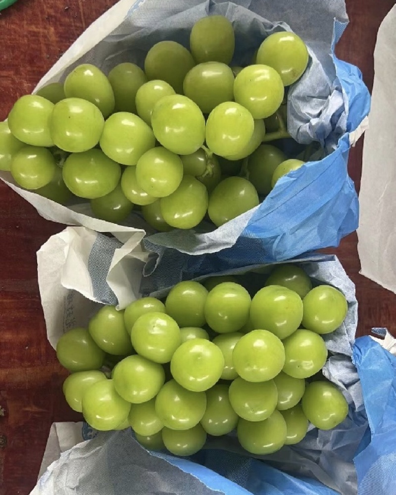阳光玫瑰葡萄量大质优价格优惠基地直销欢迎咨询采购