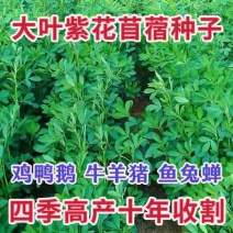 紫花苜蓿批发牧草量大批发厂家直销