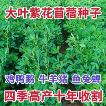 紫花苜蓿批发牧草量大批发厂家直销