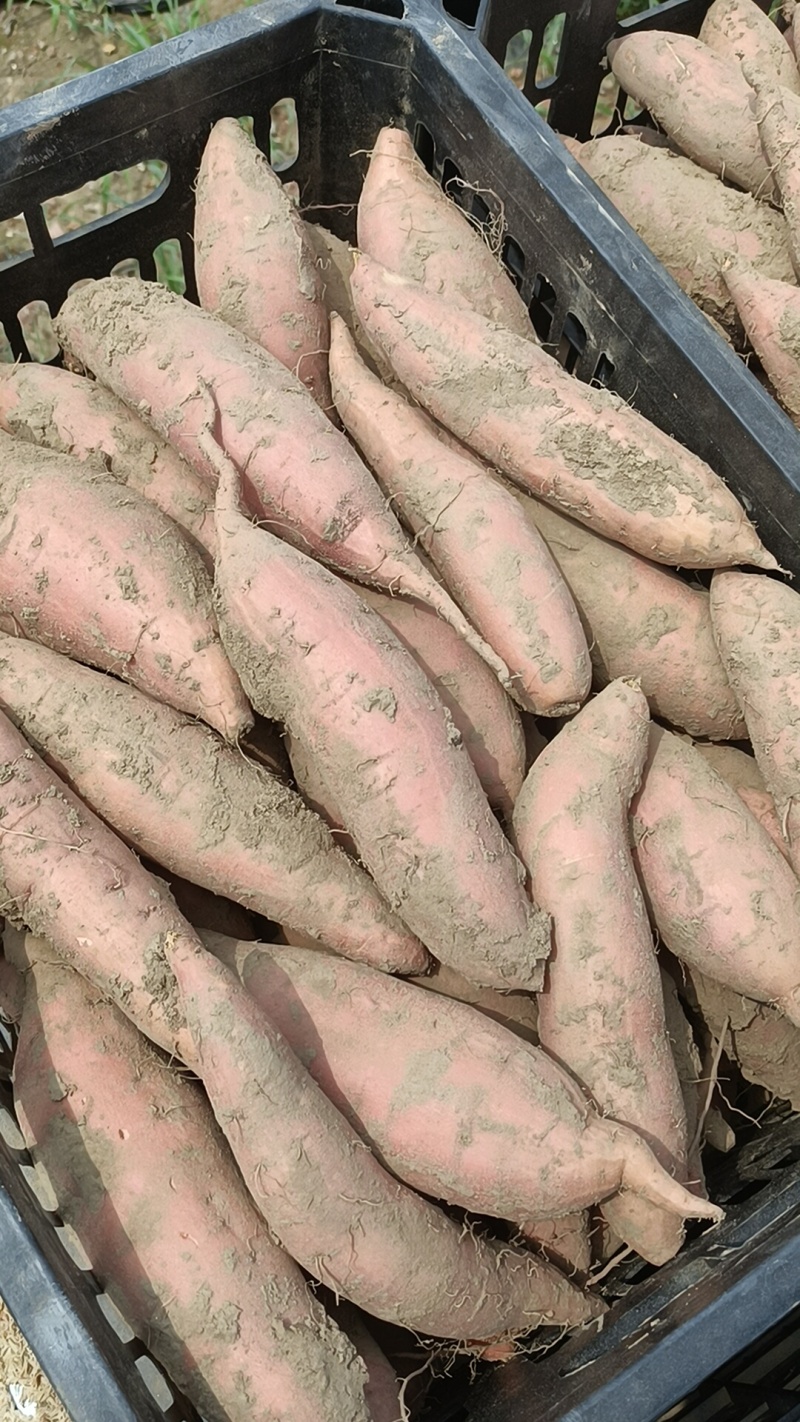 烟薯大量有货，有各种品种，原产地产地直销，全国各地发货