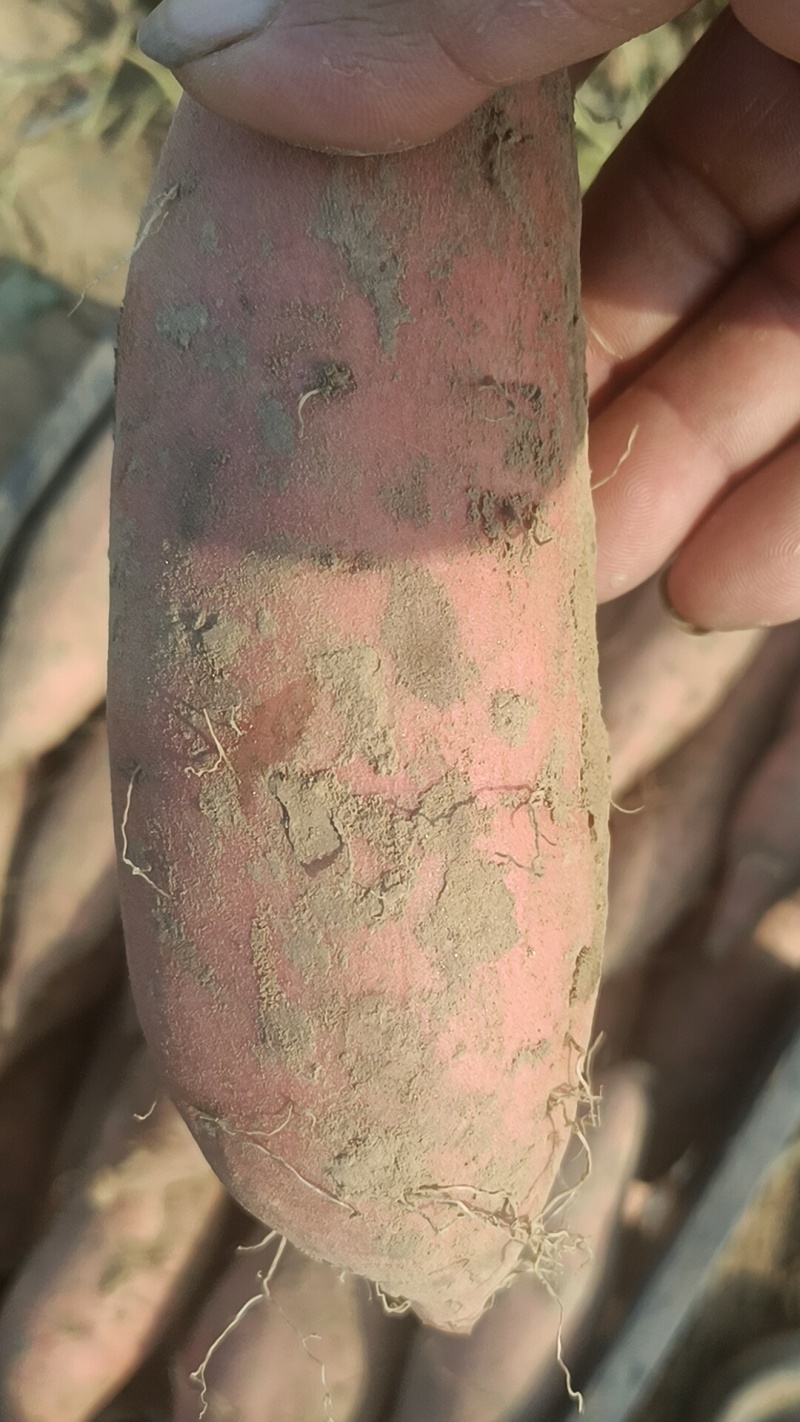 烟薯大量有货，有各种品种，原产地产地直销，全国各地发货