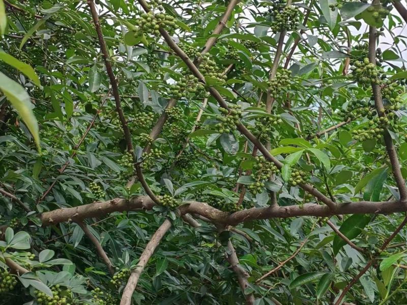 云南省昭通市彝良县自家农户青花椒