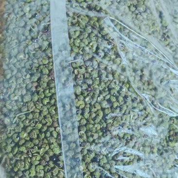 云南省昭通市彝良县自家农户青花椒