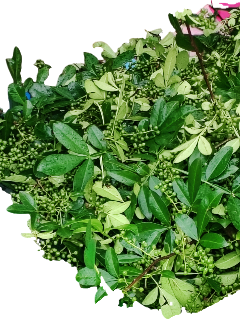 云南省昭通市彝良县自家农户青花椒