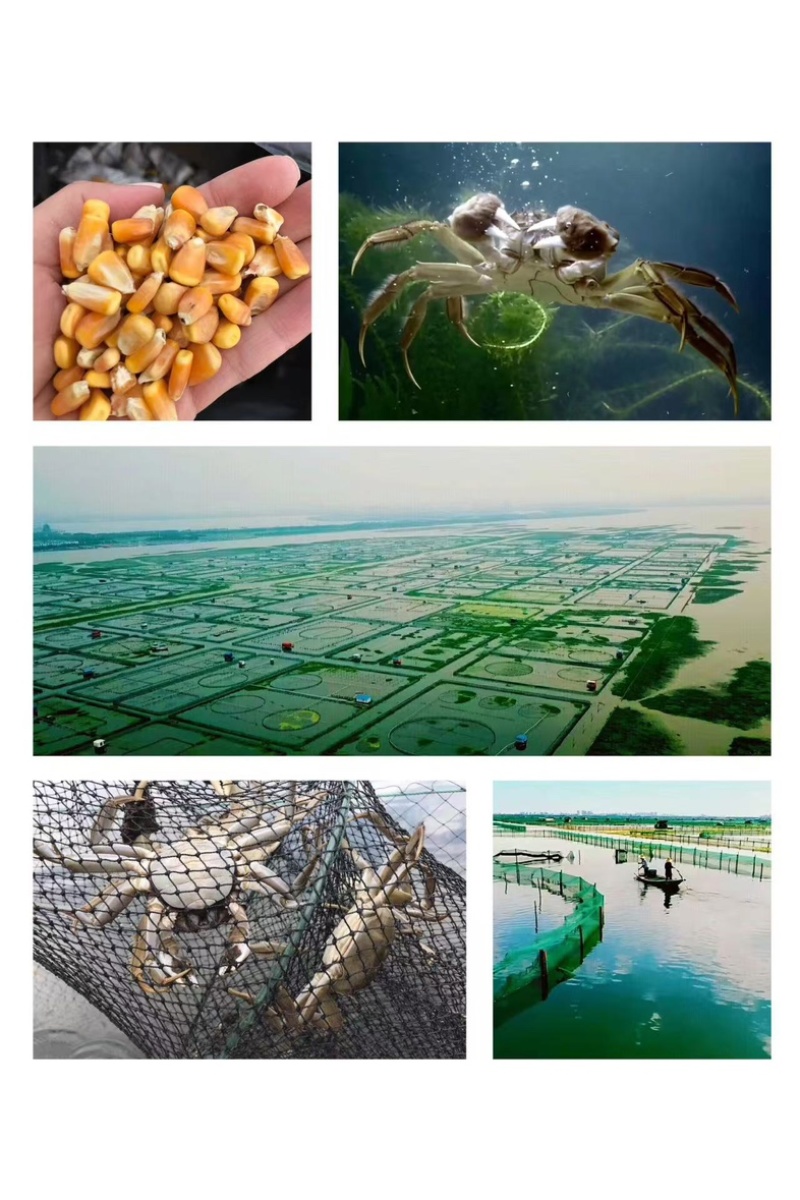 中秋福利阳澄湖大闸蟹招合作商企业采购，批发，代发一手货源