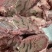 【牛腮肉】江苏连云港全熟牛腮肉肉质紧实产地直销可对接全国