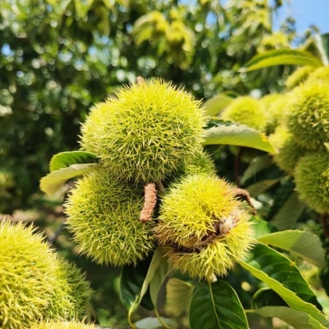 板栗刺球果