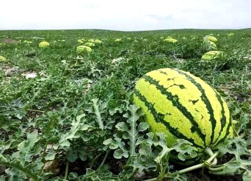 精品硒砂瓜产地直发一手货源质量保证可视频看货