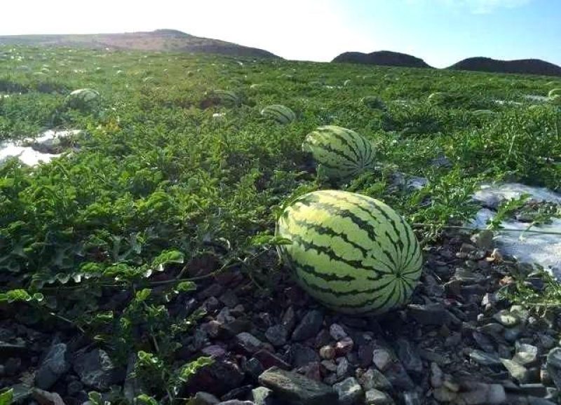 精品硒砂瓜产地直发一手货源质量保证可视频看货