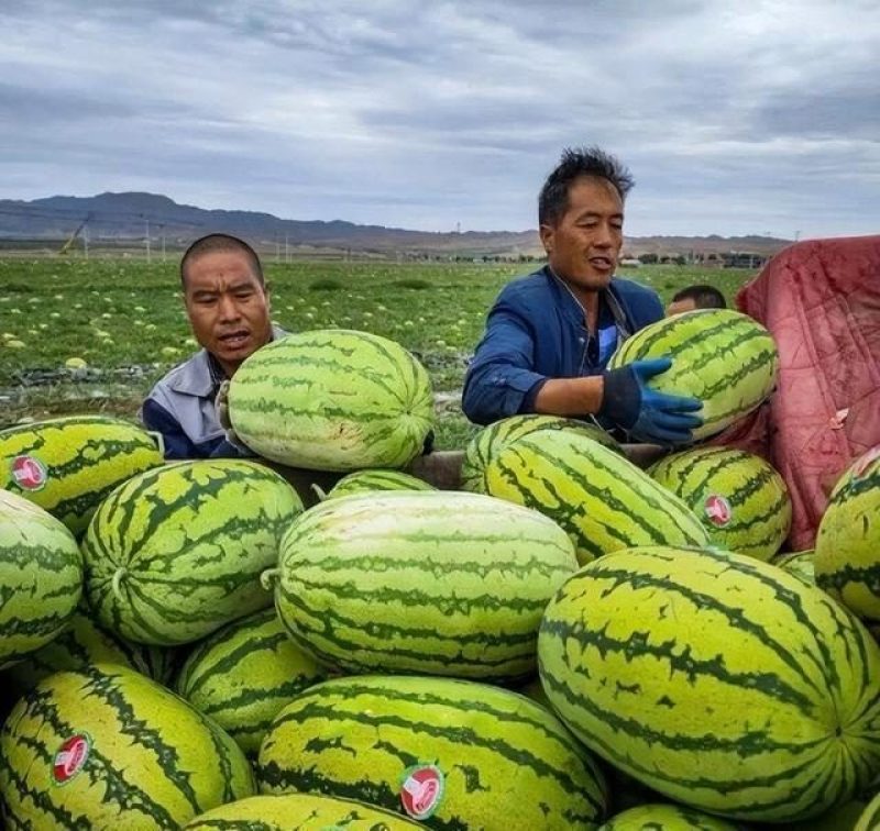 精品硒砂瓜产地直发一手货源质量保证可视频看货