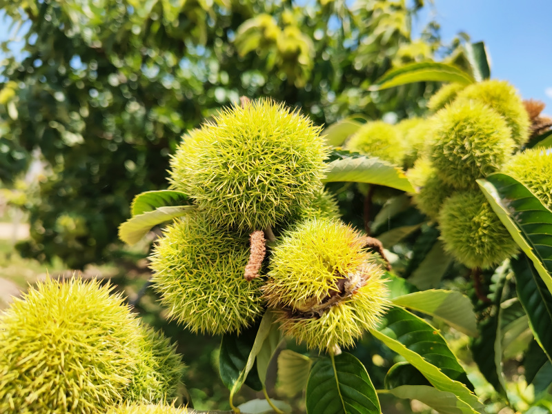 板栗刺球果