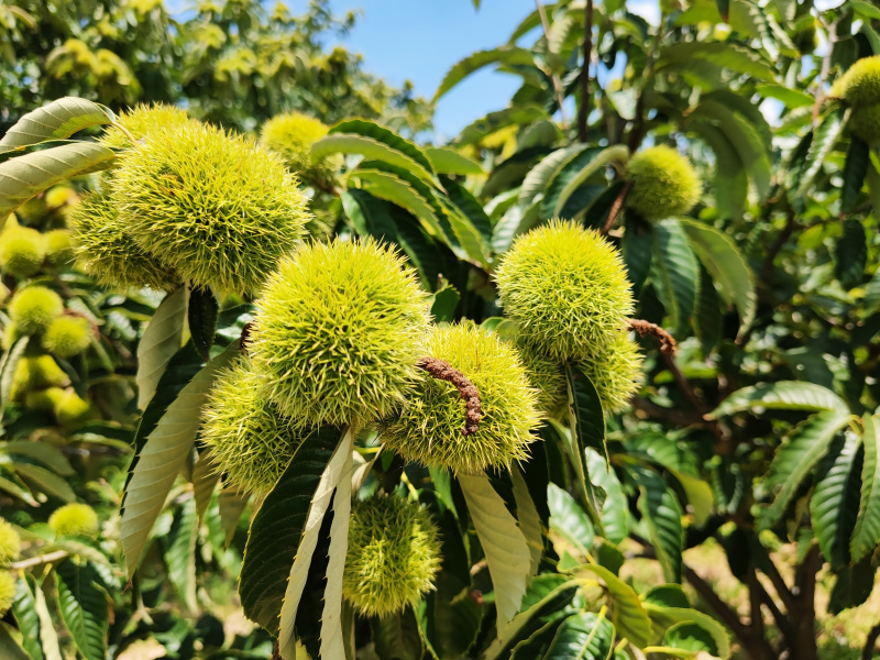 板栗刺球果
