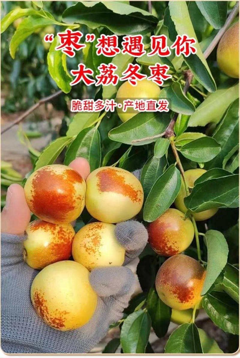 正宗大荔冬枣