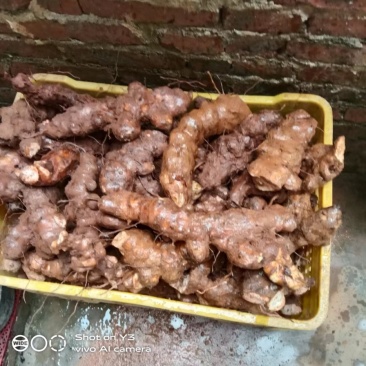 野生新鲜土茯苓广西藤县土茯苓白肉
